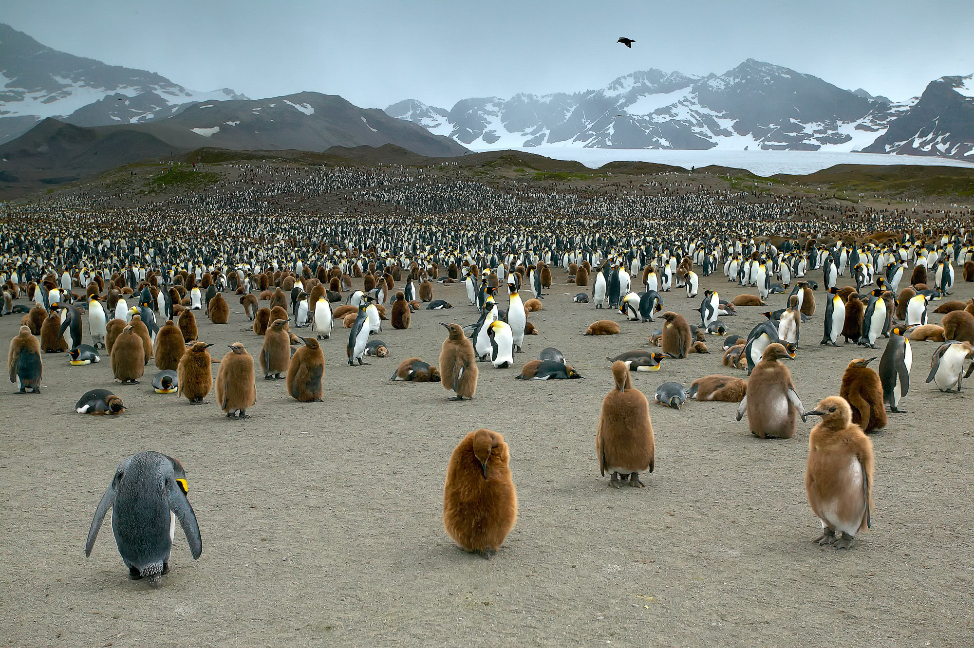 Königspinguine in der St. Andrews Bay